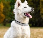 Pet Supplies Collar Diamond Rhinestone Buckle Dog Collar